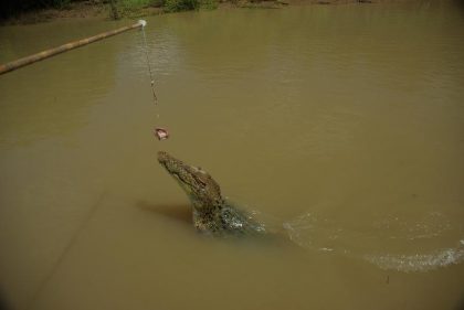krokodyle-5