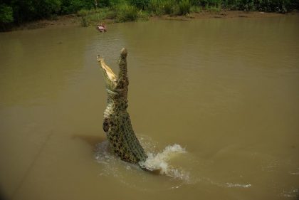 krokodyle-6