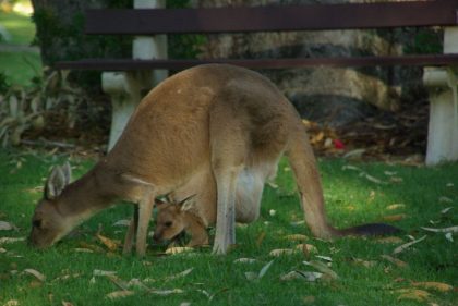 kangor-z-dzieckiem